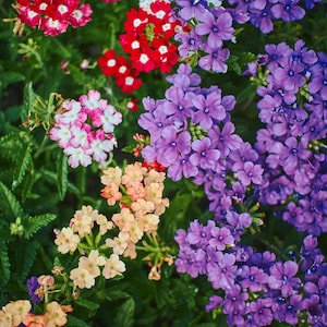 Peut inclure: Un groupe vibrant de fleurs de verveine pr&eacute;sentant un m&eacute;lange de fleurs rouges, violettes, lavande, p&ecirc;che et blanches. Les petites fleurs &agrave; cinq p&eacute;tales sont dens&eacute;ment regroup&eacute;es en t&ecirc;tes arrondies, entour&eacute;es de feuilles vertes dentel&eacute;es.
