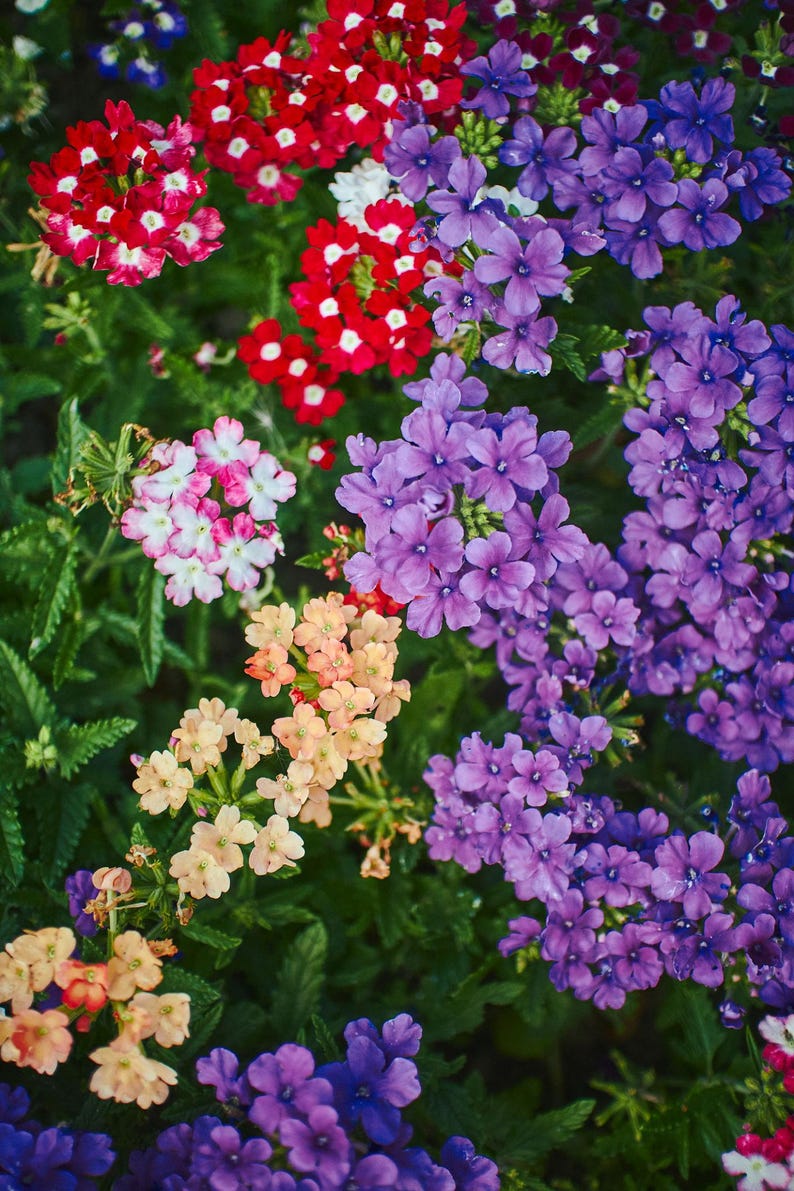 Peut inclure: Un groupe vibrant de fleurs de verveine pr&eacute;sentant un m&eacute;lange de fleurs rouges, violettes, lavande, p&ecirc;che et blanches. Les petites fleurs &agrave; cinq p&eacute;tales sont dens&eacute;ment regroup&eacute;es en t&ecirc;tes arrondies, entour&eacute;es de feuilles vertes dentel&eacute;es.