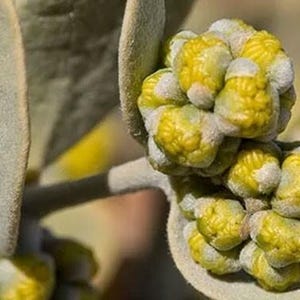 May include: A cluster of bright yellow, textured flower buds attached to a stem with broad, sage-green leaves. The leaves and the base of the flower clusters are covered in a fine, soft, silvery-grey fuzz, contrasting with the vibrant yellow petals.