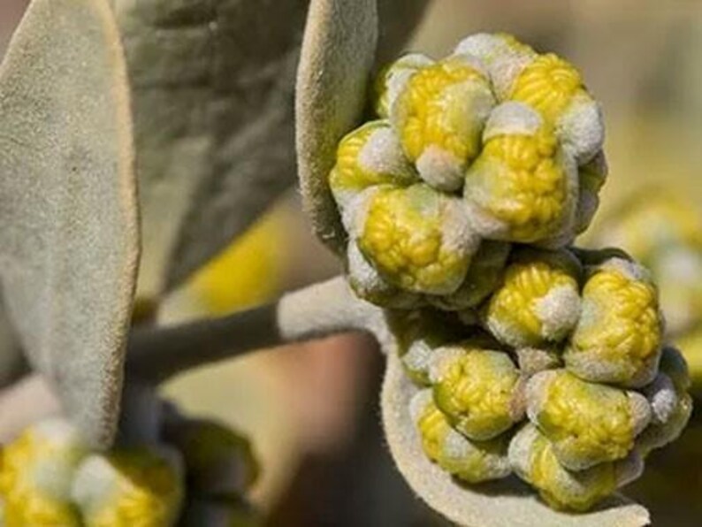 May include: A cluster of bright yellow, textured flower buds attached to a stem with broad, sage-green leaves. The leaves and the base of the flower clusters are covered in a fine, soft, silvery-grey fuzz, contrasting with the vibrant yellow petals.