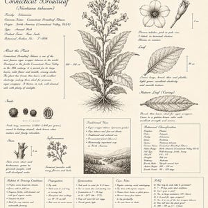 Peut inclure: Une illustration botanique de la plante Connecticut Broadleaf, Nicotiana tabacum, avec des dessins &agrave; l'encre d&eacute;taill&eacute;s de la plante enti&egrave;re, des fleurs, des feuilles et des graines. L'impression inclut des &eacute;tiquettes, une classification scientifique et des mesures en cm.