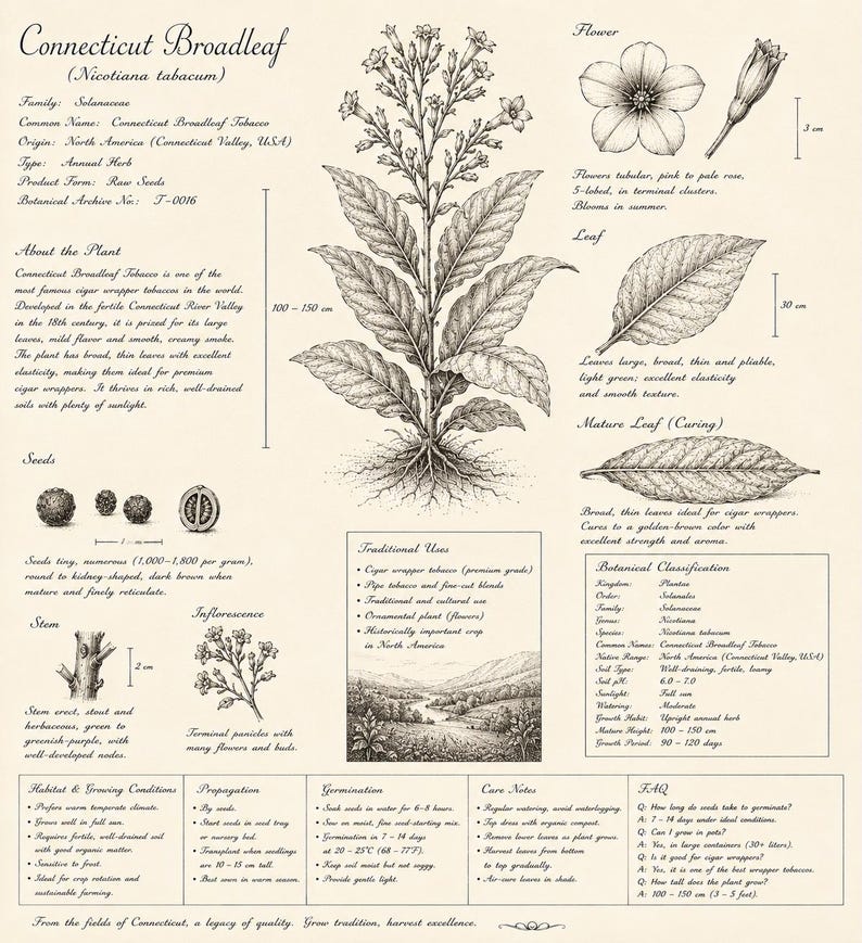 Peut inclure: Une illustration botanique de la plante Connecticut Broadleaf, Nicotiana tabacum, avec des dessins &agrave; l'encre d&eacute;taill&eacute;s de la plante enti&egrave;re, des fleurs, des feuilles et des graines. L'impression inclut des &eacute;tiquettes, une classification scientifique et des mesures en cm.