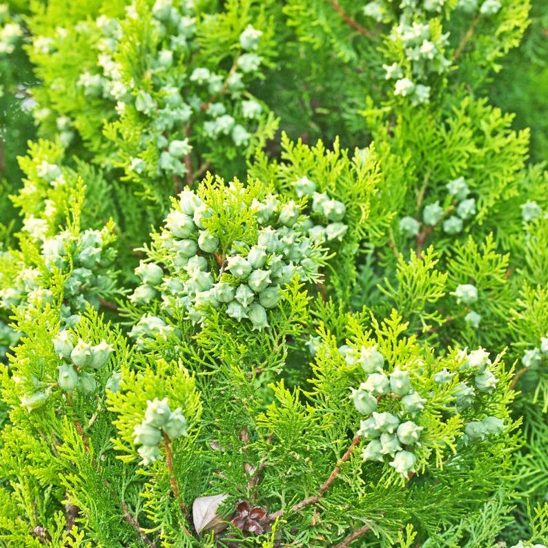 50-100 Samen der Orientalischen Lebensbaumart Thuja orientalis, Platycladus orientalis, Chinesischer Lebensbaum, Orientalische Thuja, Nadelbaumsamen Bild 1
