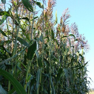100-300 Sorghum Sudan Grass Seeds, Forage Plant image 3