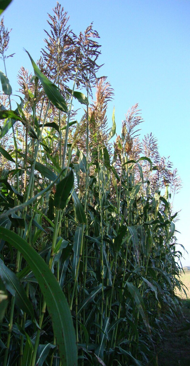 100-300 Sorghum Sudan Grass Seeds, Forage Plant image 3