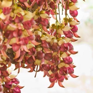5-10 semillas de Mucuna Pruriens, frijol terciopelo, Mucuna pruriens, Kapikachhu, enredadera tropical, semillas exóticas para jardín imagen 5