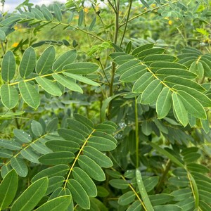 May include: A plant with compound leaves featuring multiple small, oval-shaped green leaflets arranged in pairs along a central yellow stem. The foliage is dense, with a pinnate structure and visible veins on each individual leaf segment.