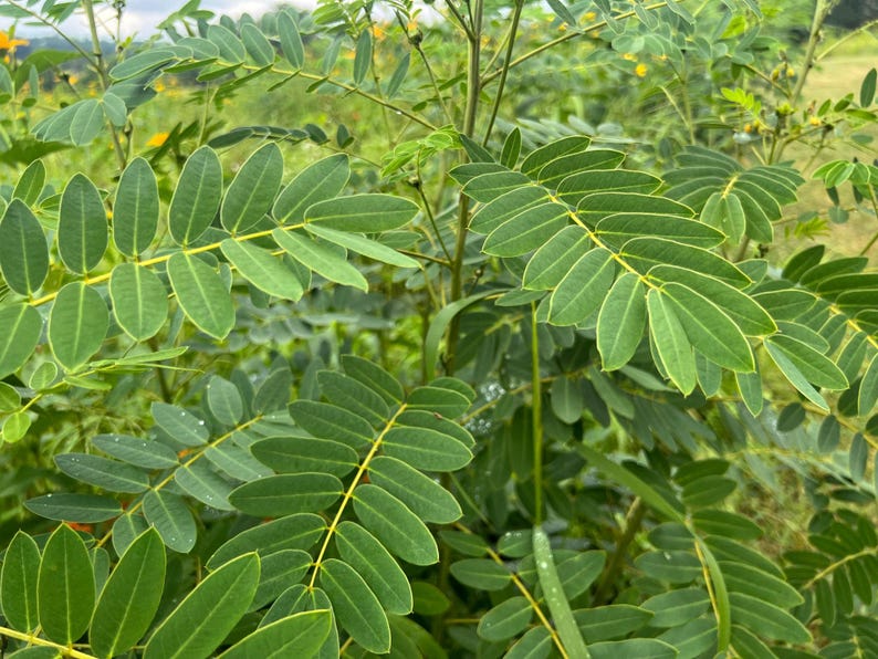 May include: A plant with compound leaves featuring multiple small, oval-shaped green leaflets arranged in pairs along a central yellow stem. The foliage is dense, with a pinnate structure and visible veins on each individual leaf segment.