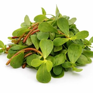 Op de afbeelding: Een hoop verse postelein met vlezige, ronde groene bladeren en gladde, roodbruine stengels. Het plantmateriaal is bij elkaar gelegd en toont het kenmerkende ovale blad en de vlezige, vertakkende stengels van dit eetbare kruid.