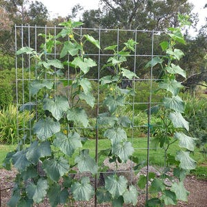 25+ Marketmore Cucumber Seeds, Cucumis sativus, Marketmore 76, Slicing Cucumber image 4