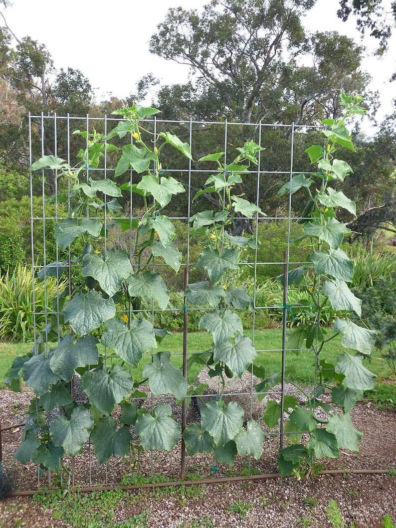 25+ Marketmore Cucumber Seeds, Cucumis sativus, Marketmore 76, Slicing Cucumber image 4