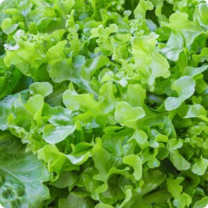 K&ouml;nnte beinhalten: Ein dichtes B&uuml;ndel frischer gr&uuml;ner Salatbl&auml;tter mit gewellten, gekr&auml;uselten R&auml;ndern in leuchtenden hell- bis mittelgr&uuml;nen Farbt&ouml;nen. Die Bl&auml;tter liegen eng beieinander und bilden eine strukturierte, organische Oberfl&auml;che mit vielf&auml;ltigen Formen.