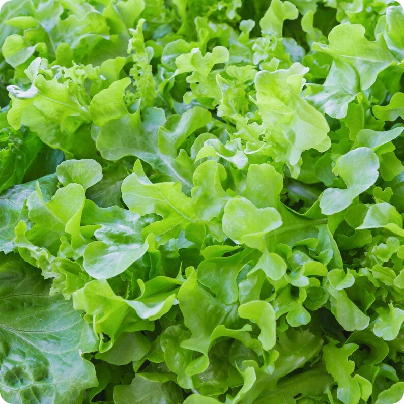 K&ouml;nnte beinhalten: Ein dichtes B&uuml;ndel frischer gr&uuml;ner Salatbl&auml;tter mit gewellten, gekr&auml;uselten R&auml;ndern in leuchtenden hell- bis mittelgr&uuml;nen Farbt&ouml;nen. Die Bl&auml;tter liegen eng beieinander und bilden eine strukturierte, organische Oberfl&auml;che mit vielf&auml;ltigen Formen.