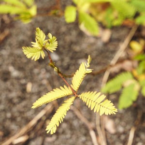 50-300 nasion roślin wrażliwych, Mimosa pudica, Touch Me Not zdjęcie 6