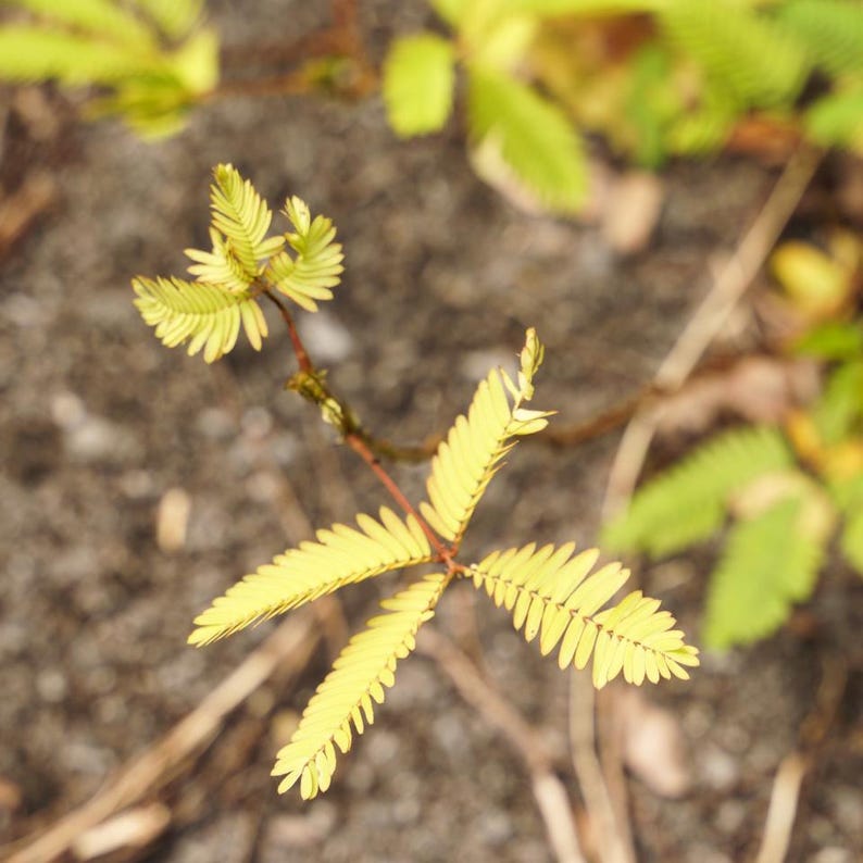50-300 nasion roślin wrażliwych, Mimosa pudica, Touch Me Not zdjęcie 6