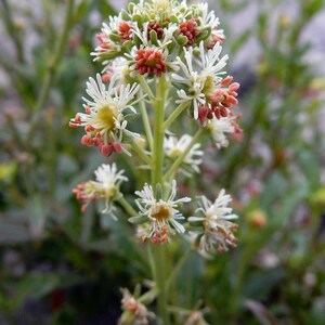 May include: A flowering plant with a tall green stem featuring clusters of small white ray florets and reddish-orange disc florets. The plant has multiple blooms arranged in a vertical structure, with thin white petals radiating from yellow centers.