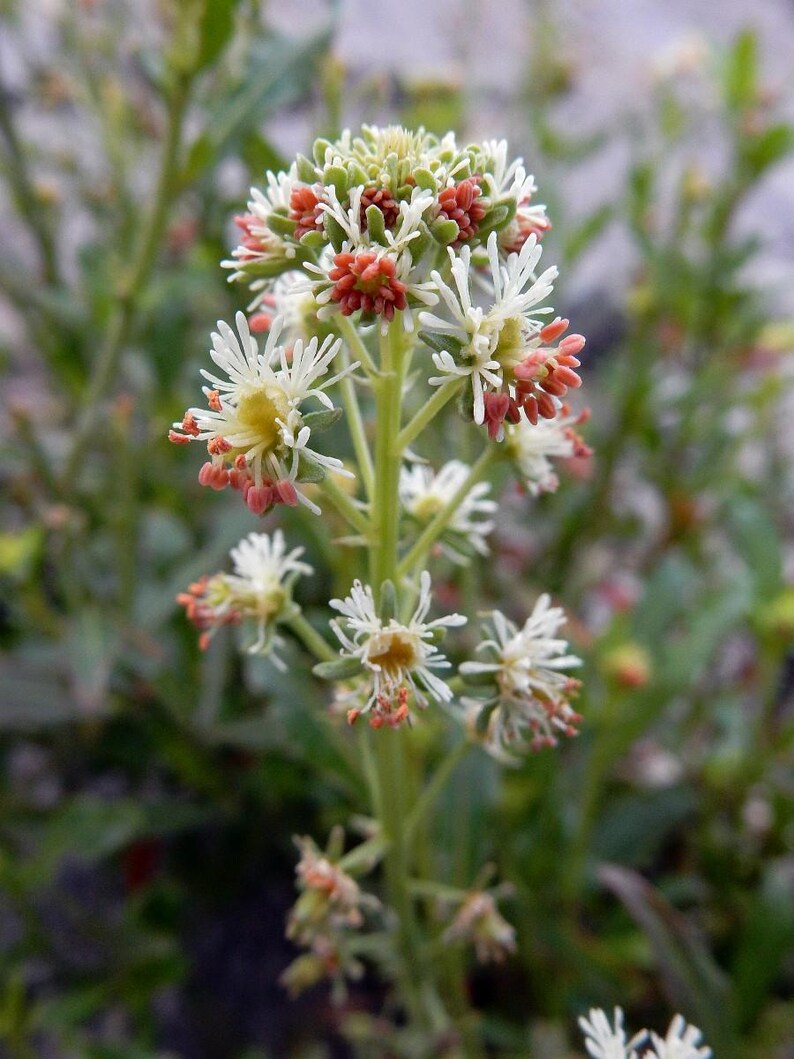 May include: A flowering plant with a tall green stem featuring clusters of small white ray florets and reddish-orange disc florets. The plant has multiple blooms arranged in a vertical structure, with thin white petals radiating from yellow centers.