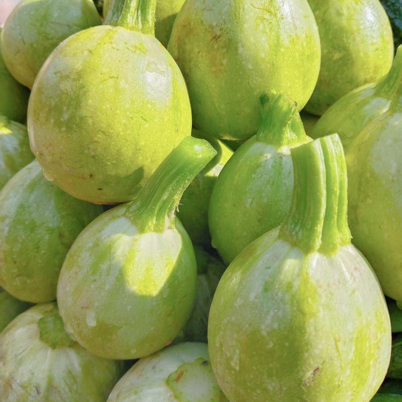 15+ Chappan Kaddu frön, Cucurbita pepo, indisk zucchini, sommarsquash bild 7