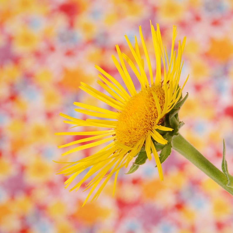 200+ nasion omanu wielkiego, Inula helenium, wysoka żółta roślina polna zdjęcie 3