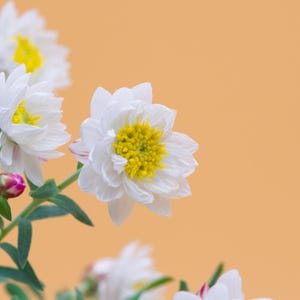 K&ouml;nnte beinhalten: Eine Ansammlung wei&szlig;er Bl&uuml;ten mit leuchtend gelben Mitten und gr&uuml;nen Stielen. Die Bl&uuml;tenbl&auml;tter sind geschichtet und zart, wobei einige unge&ouml;ffnete Knospen rosa Nuancen aufweisen. Die Blumen befinden sich vor einem hellorangen Hintergrund.