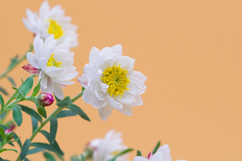 K&ouml;nnte beinhalten: Eine Ansammlung wei&szlig;er Bl&uuml;ten mit leuchtend gelben Mitten und gr&uuml;nen Stielen. Die Bl&uuml;tenbl&auml;tter sind geschichtet und zart, wobei einige unge&ouml;ffnete Knospen rosa Nuancen aufweisen. Die Blumen befinden sich vor einem hellorangen Hintergrund.