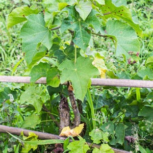 5+ Jatropha-Samen, Jatropha curcas, Heilpflanze, Zierpflanze Bild 10
