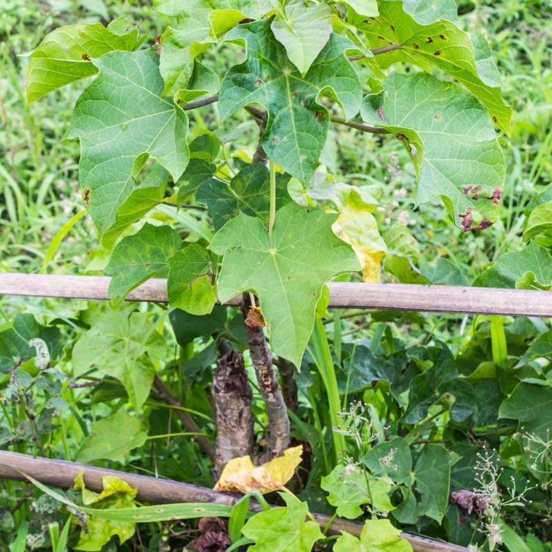 5+ Jatropha-Samen, Jatropha curcas, Heilpflanze, Zierpflanze Bild 10
