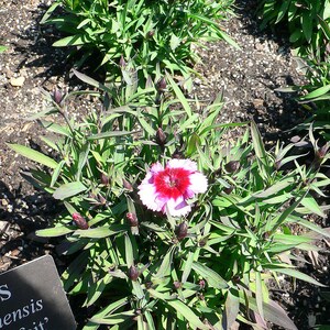 Über 100 Samen der Nelke 'Baby Doll', Dianthus chinensis, Chinesische Nelke, Baby Doll-Nelke, Duftende, mehrfarbige Blüten, Gartenblumensamen Bild 6