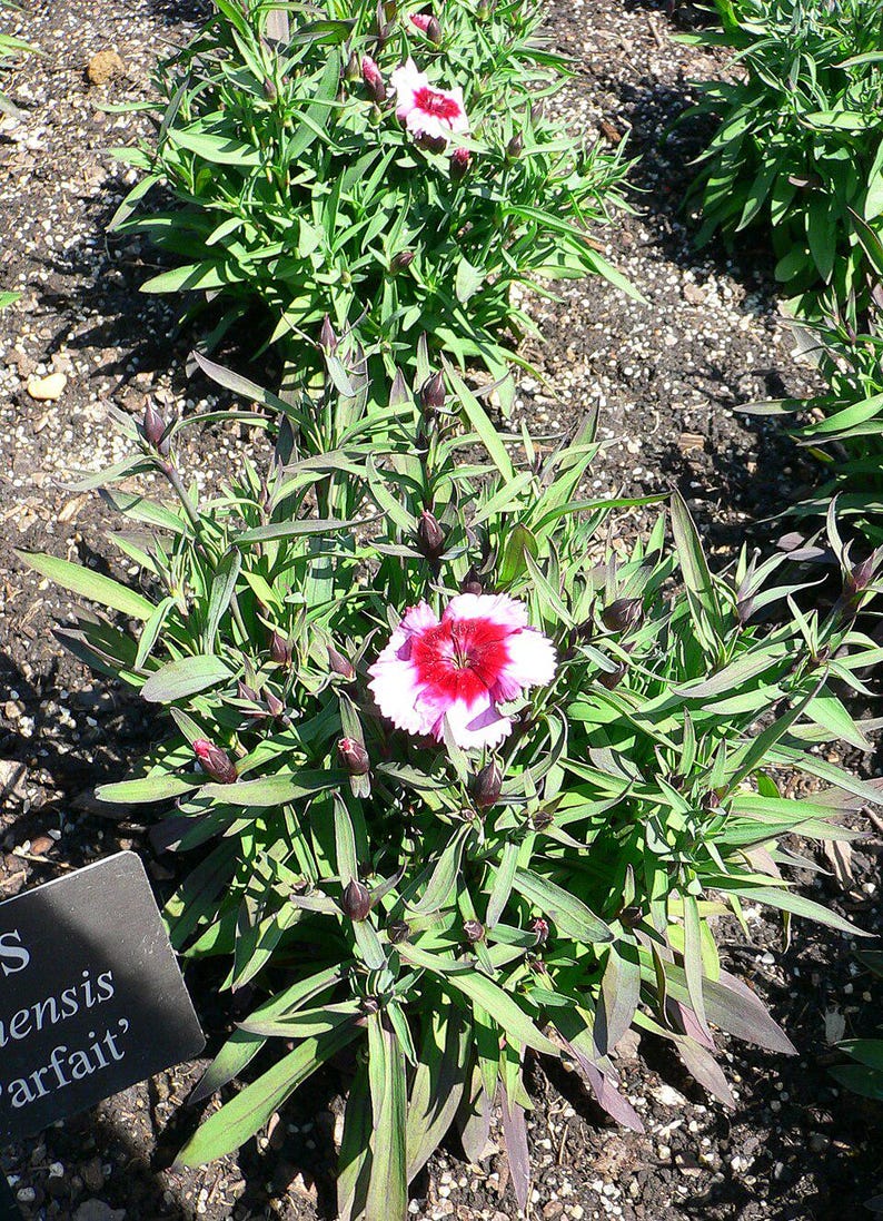 Über 100 Samen der Nelke 'Baby Doll', Dianthus chinensis, Chinesische Nelke, Baby Doll-Nelke, Duftende, mehrfarbige Blüten, Gartenblumensamen Bild 6