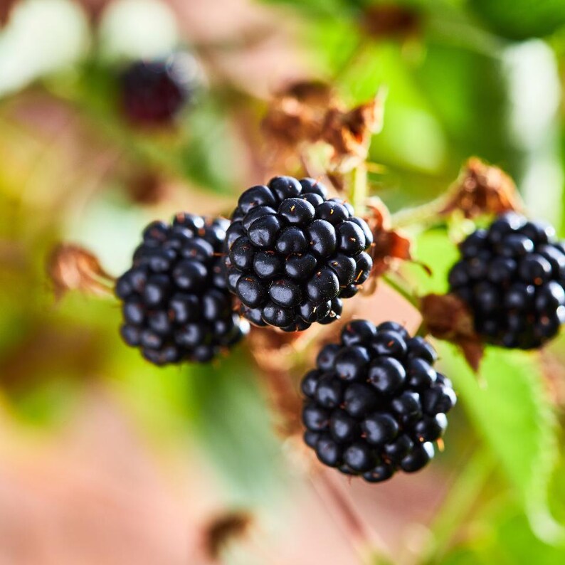 20-100 zaden van de Himalaya-braam, Rubus, wilde bergbessenstruik afbeelding 6