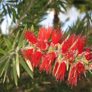 100-300 Samen der Trauer-Zylinderbürste (Melaleuca viminalis, Callistemon viminalis, Rote Zylinderbürste), 100+ Samen Bild 6