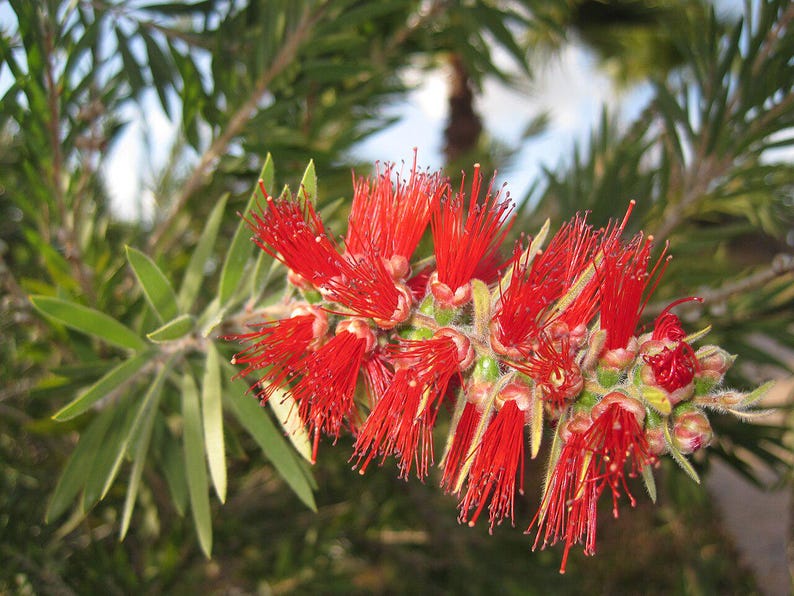 100-300 Samen der Trauer-Zylinderbürste (Melaleuca viminalis, Callistemon viminalis, Rote Zylinderbürste), 100+ Samen Bild 6