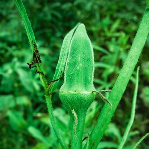 15+ Durgesh Nandani Okra Seeds, Abelmoschus esculentus, Bhindi, Indian Lady Finger image 9
