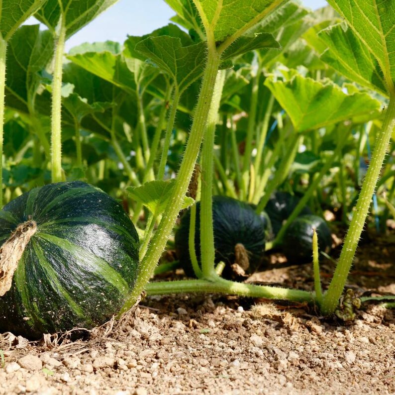 15+ Chappan Kaddu frön, Cucurbita pepo, indisk zucchini, sommarsquash bild 8