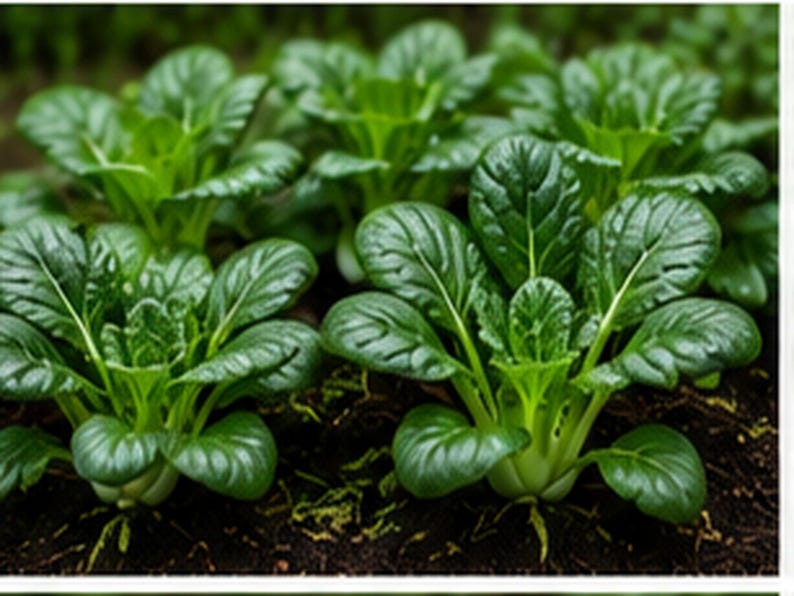 Puede incluir: Varias plantas de bok choy creciendo en tierra oscura. Cada planta presenta un grupo de hojas gruesas, brillantes y de color verde oscuro con venas blancas prominentes que irradian desde el centro. Las hojas son redondeadas y est&aacute;n dispuestas en roseta.