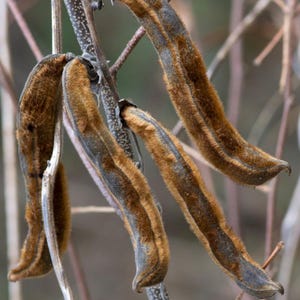 5-10 semillas de Mucuna Pruriens, frijol terciopelo, Mucuna pruriens, Kapikachhu, enredadera tropical, semillas exóticas para jardín imagen 6