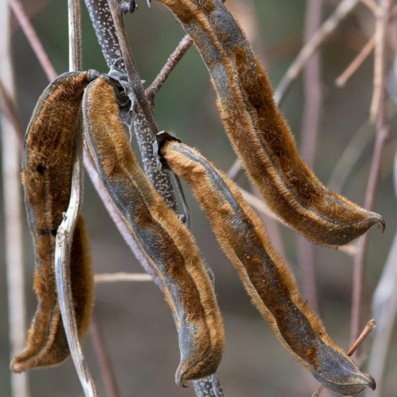 5-10 semillas de Mucuna Pruriens, frijol terciopelo, Mucuna pruriens, Kapikachhu, enredadera tropical, semillas exóticas para jardín imagen 6