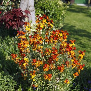 May include: A cluster of wallflower plants featuring numerous small, four-petalled blossoms in vibrant shades of orange, yellow, and deep red. The flowers grow on slender green stems with narrow leaves, positioned near a tree trunk and green foliage.