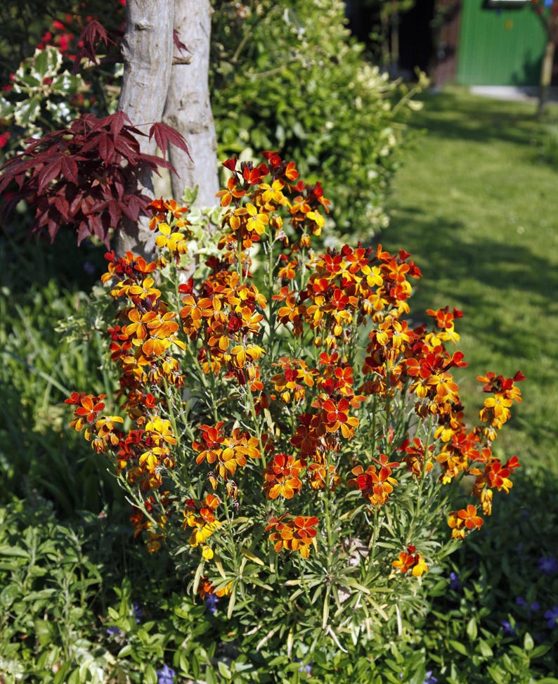 May include: A cluster of wallflower plants featuring numerous small, four-petalled blossoms in vibrant shades of orange, yellow, and deep red. The flowers grow on slender green stems with narrow leaves, positioned near a tree trunk and green foliage.
