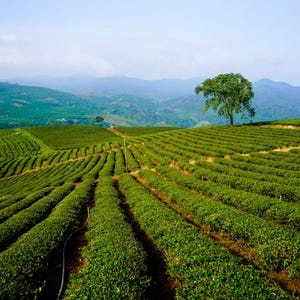 May include: A vast tea plantation featuring rows of vibrant green tea bushes planted in curved patterns across rolling hills, with a single large tree standing on the horizon against a backdrop of distant blue mountains and a clear sky.