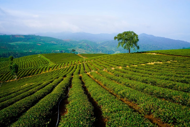 May include: A vast tea plantation featuring rows of vibrant green tea bushes planted in curved patterns across rolling hills, with a single large tree standing on the horizon against a backdrop of distant blue mountains and a clear sky.