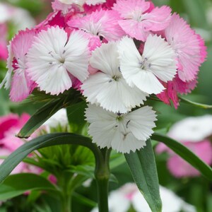 K&ouml;nnte beinhalten: Eine Ansammlung von Dianthus-Bl&uuml;ten mit gezackten Bl&uuml;tenbl&auml;ttern in Wei&szlig;, Hellrosa und tiefem Magenta. Die Bl&uuml;ten werden von einem gr&uuml;nen St&auml;ngel mit l&auml;nglichen, spitzen Bl&auml;ttern getragen und bilden eine dichte, abgerundete Anordnung.