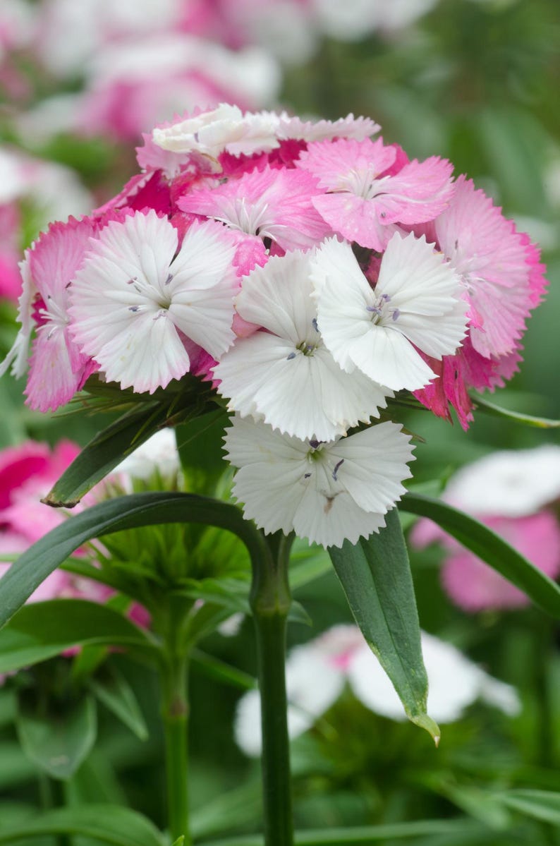 K&ouml;nnte beinhalten: Eine Ansammlung von Dianthus-Bl&uuml;ten mit gezackten Bl&uuml;tenbl&auml;ttern in Wei&szlig;, Hellrosa und tiefem Magenta. Die Bl&uuml;ten werden von einem gr&uuml;nen St&auml;ngel mit l&auml;nglichen, spitzen Bl&auml;ttern getragen und bilden eine dichte, abgerundete Anordnung.