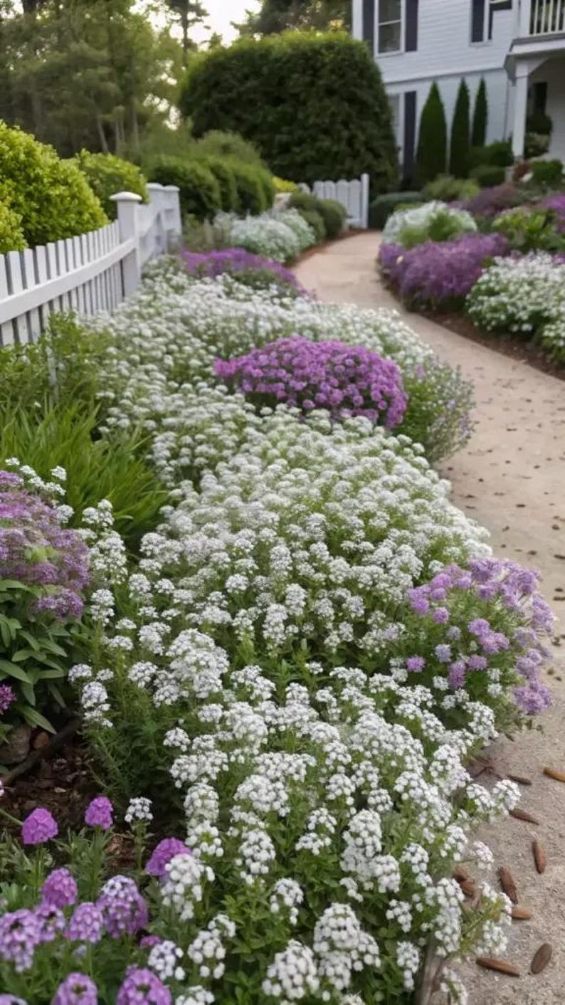 K&ouml;nnte beinhalten: Ein Gartenweg ges&auml;umt von einem wei&szlig;en Lattenzaun und dichten B&uuml;scheln kleiner wei&szlig;er und violetter Blumen. Die Blumenbeete zeigen niedrig wachsendes gr&uuml;nes Laub und &uuml;ppige Bl&uuml;ten, die &uuml;ber den Rand des gepflasterten Weges ragen.