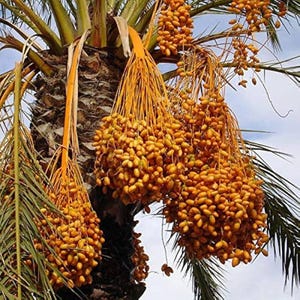 May include: A date palm tree featuring multiple large, heavy clusters of bright yellow, oval-shaped dates hanging from long, fibrous stems. The tree trunk is textured and dark brown, surrounded by long, green, feathery palm fronds against a sky.