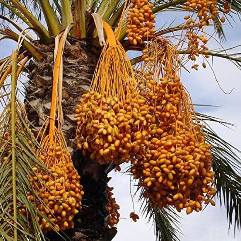 May include: A date palm tree featuring multiple large, heavy clusters of bright yellow, oval-shaped dates hanging from long, fibrous stems. The tree trunk is textured and dark brown, surrounded by long, green, feathery palm fronds against a sky.