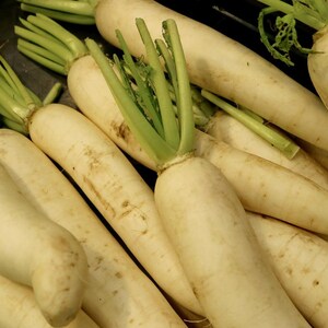 Oltre 100 semi di ravanello bianco (ravanello daikon), Raphanus sativus, Crucifere immagine 7