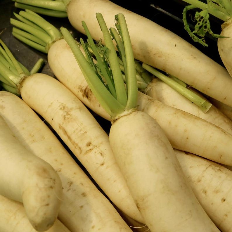 Oltre 100 semi di ravanello bianco (ravanello daikon), Raphanus sativus, Crucifere immagine 7