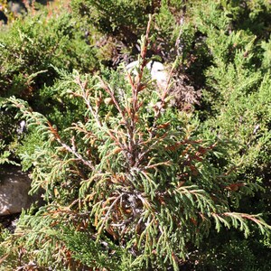 May include: A dense evergreen shrub featuring needle-like foliage in shades of vibrant green and muted brown. The plant displays a complex branching structure with multiple stems radiating outwards, creating a textured, layered appearance in sunlight.
