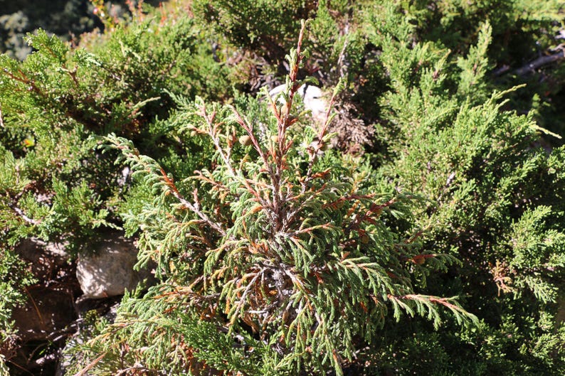May include: A dense evergreen shrub featuring needle-like foliage in shades of vibrant green and muted brown. The plant displays a complex branching structure with multiple stems radiating outwards, creating a textured, layered appearance in sunlight.